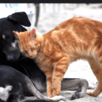 World Kindness Day–Please Consider Riverfront Cats