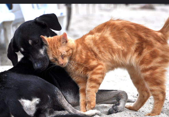 World Kindness Day–Please Consider Riverfront Cats