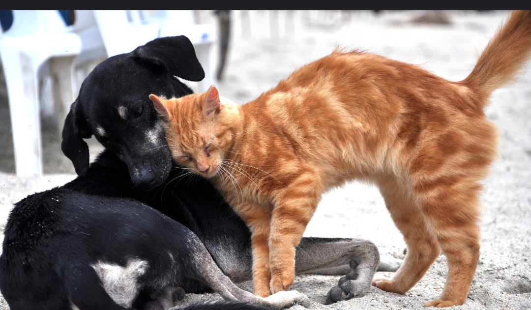 World Kindness Day–Please Consider Riverfront Cats