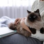 10 Things Your Cat Knows About You That You Probably Haven’t Realised