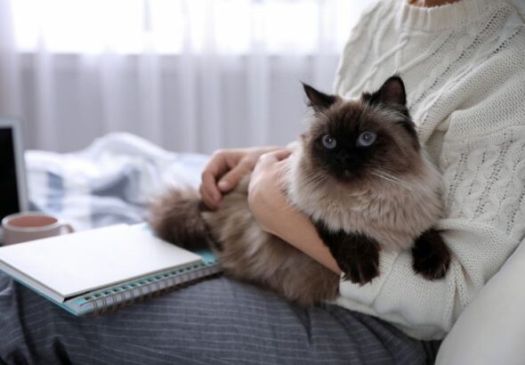 10 Things Your Cat Knows About You That You Probably Haven’t Realised