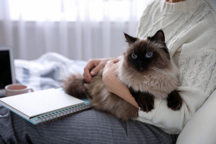 10 Things Your Cat Knows About You That You Probably Haven’t Realised