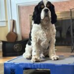 How to Road Trip With a Dog: What 30 Years Taught Me