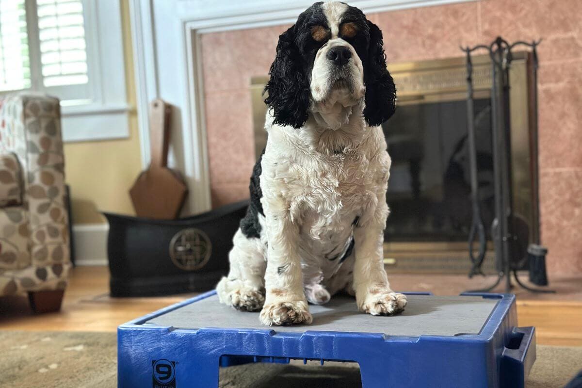 How to Road Trip With a Dog: What 30 Years Taught Me