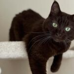 6 Awesome Havana Brown Cats on Social Media