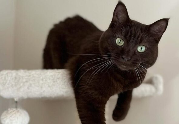 6 Awesome Havana Brown Cats on Social Media