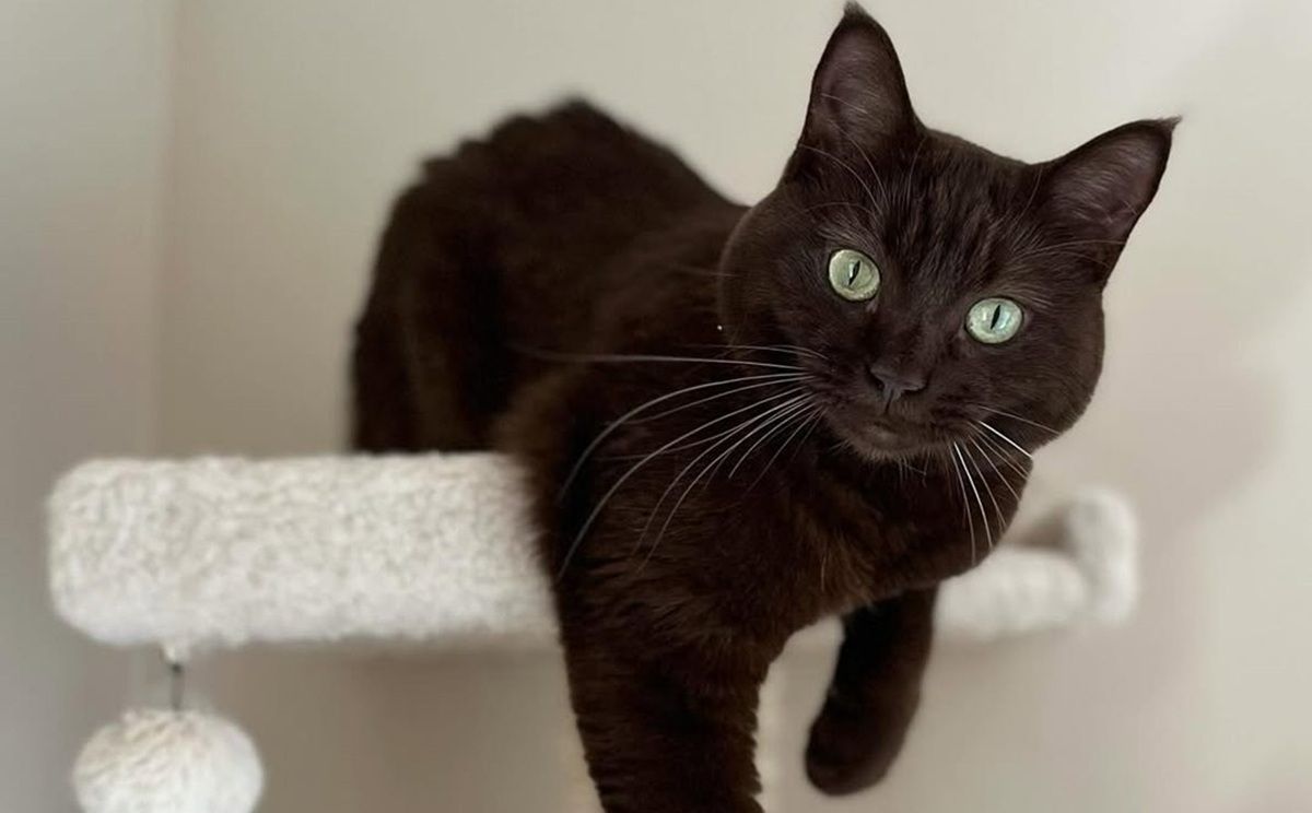 6 Awesome Havana Brown Cats on Social Media