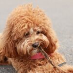 6 Best Cavapoo Breeders in New England