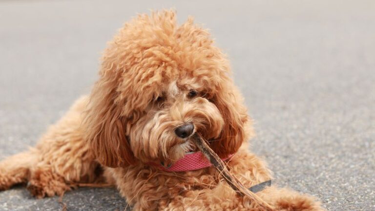 6 Best Cavapoo Breeders in New England