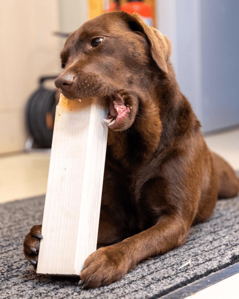 Anti-Chew-Sprays-For-Puppies-Why-Professionals-Dont-Recommend-Them.png