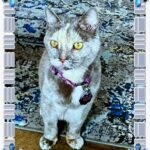 C.J.’S GOOD CAT SELFIE – The Cat On My Head