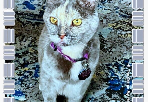 C.J.’S GOOD CAT SELFIE – The Cat On My Head