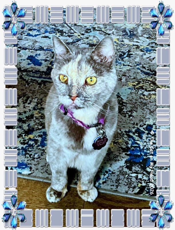 C.J.’S GOOD CAT SELFIE – The Cat On My Head