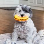 Can You Please Just Pick A Toy? Why Your Dog Keeps Changing The Rules Of Fetch