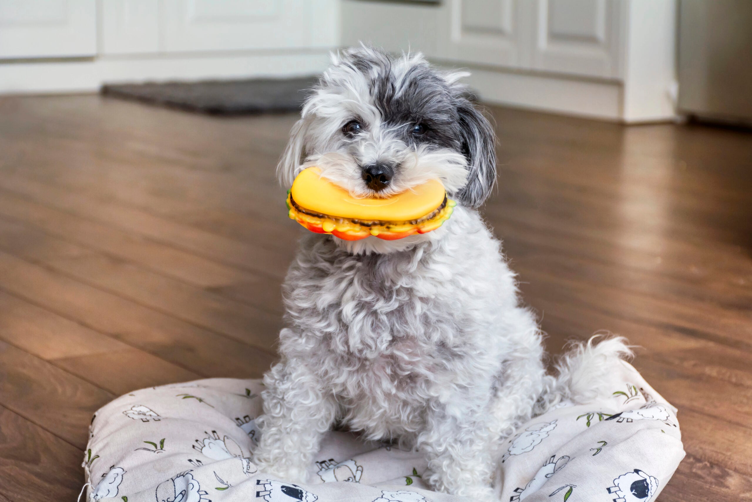 Can You Please Just Pick A Toy? Why Your Dog Keeps Changing The Rules Of Fetch