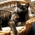 Caring For Aged Cats