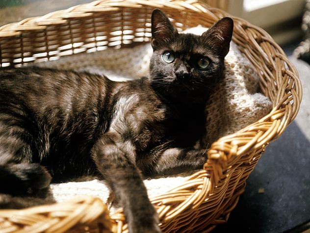 Caring For Aged Cats