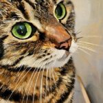 Close Up Cutie Big Eyes Caturday Art
