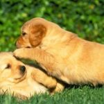 Games and Play Time Ideas for Your Puppy
