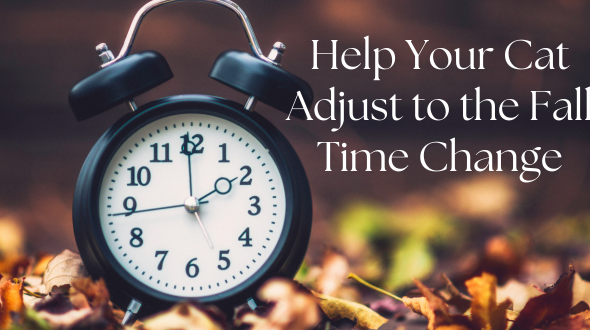 Help Your Cat Adjust to the Fall Time Change