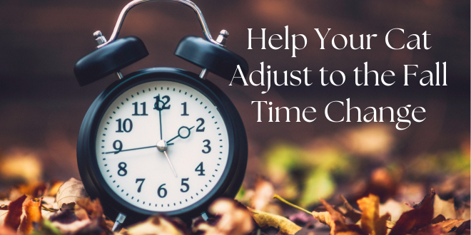 Help Your Cat Adjust to the Fall Time Change