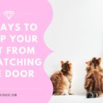 How To Stop Cat From Scratching Door