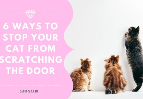 How To Stop Cat From Scratching Door