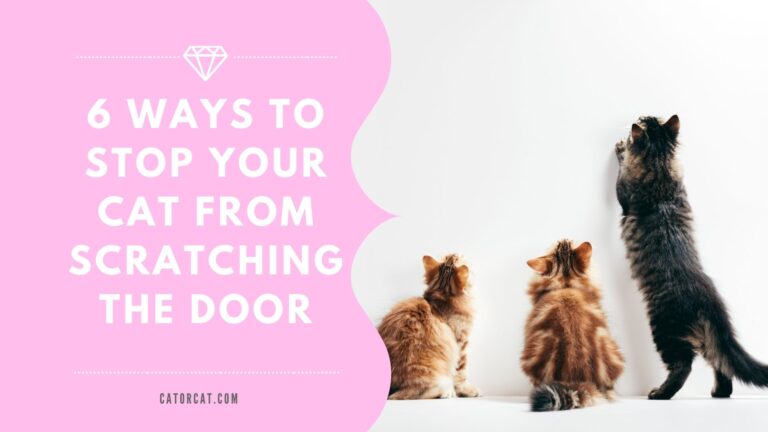 How To Stop Cat From Scratching Door