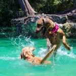 How to Clean Your Dog Collar: A Complete Dog Collar Cleaning Guide