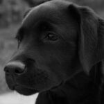 How to Help Your Overly Submissive Dog
