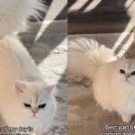 The Way These Cats Rush To Greet Their Owner ‘Never Gets Old’