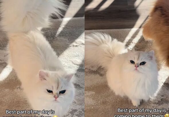 The Way These Cats Rush To Greet Their Owner ‘Never Gets Old’