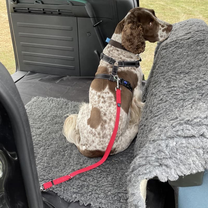 Travelling with your dog in the car