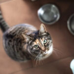 Veterinarian warns cat owners about deadly tick-borne disease spreading in Kentucky