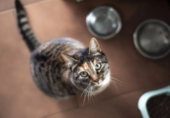 Veterinarian warns cat owners about deadly tick-borne disease spreading in Kentucky