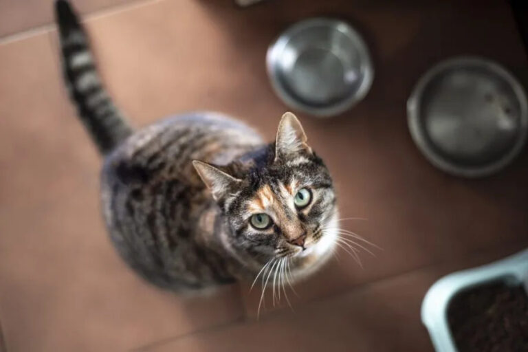 Veterinarian warns cat owners about deadly tick-borne disease spreading in Kentucky