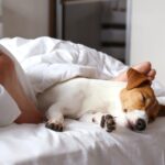 Why Your Dog Treats the Space Between Your Legs Like A VIP Lounge