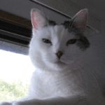 Why do Cats Guard their Litter Box?