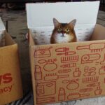 Your Cat Needs More Social Interaction…You Just Don’t Realize It