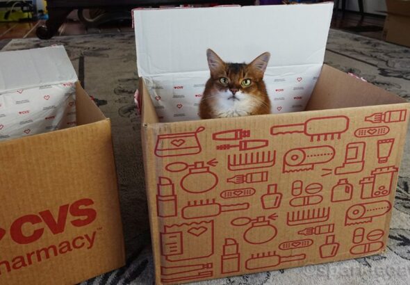 Your Cat Needs More Social Interaction…You Just Don’t Realize It