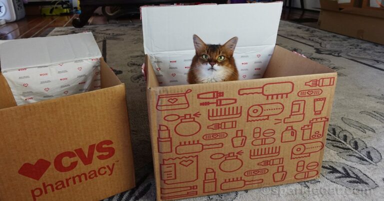 Your Cat Needs More Social Interaction…You Just Don’t Realize It