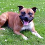 10 Common Pit Bull Health Issues Every Owner Should Know
