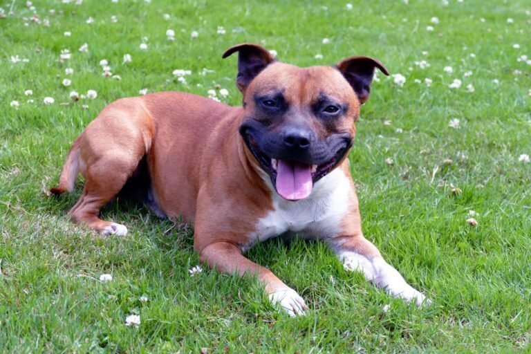 10 Common Pit Bull Health Issues Every Owner Should Know