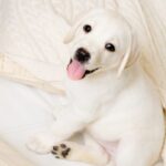 500 Russian Dog Names – Puppy Leaks