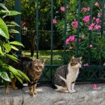 Cats of Athens Walking Tour review: meet and support the cats of Thissio