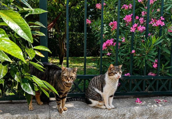 Cats of Athens Walking Tour review: meet and support the cats of Thissio