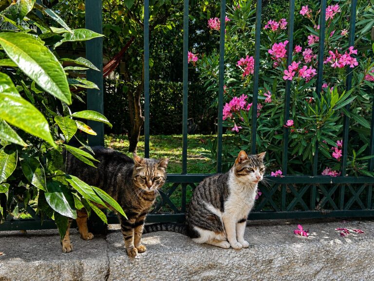 Cats of Athens Walking Tour review: meet and support the cats of Thissio