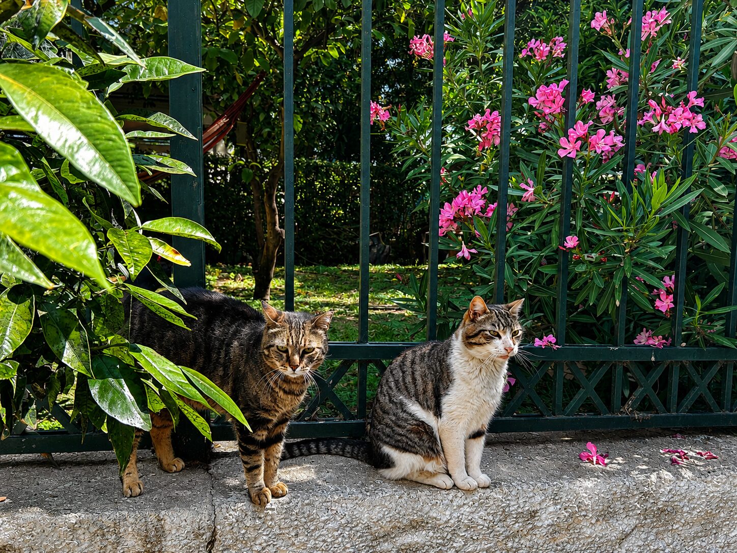 Cats of Athens Walking Tour review: meet and support the cats of Thissio