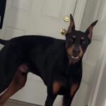 Terrified Shelter Dog Waited 763 Days for the One Person Who Wouldn’t Give Up