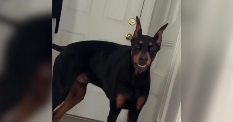 Terrified Shelter Dog Waited 763 Days for the One Person Who Wouldn’t Give Up